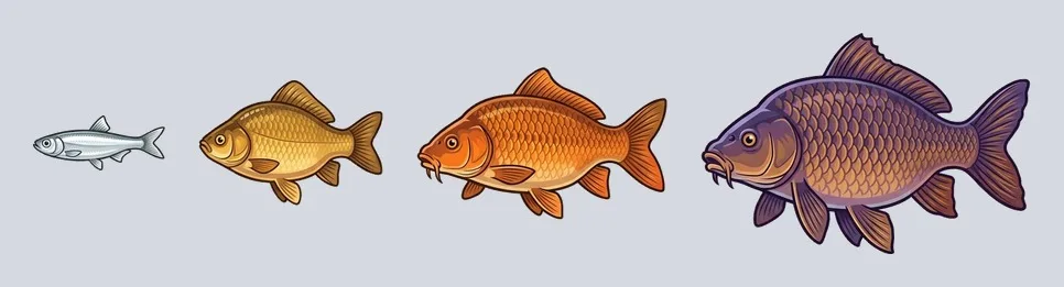 The four fish species